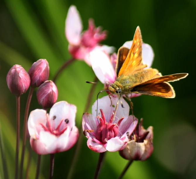 a yellow erfly is sitting on top of some flowers