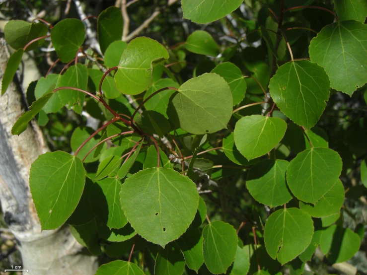 a tree with green leaves that have small green fronds