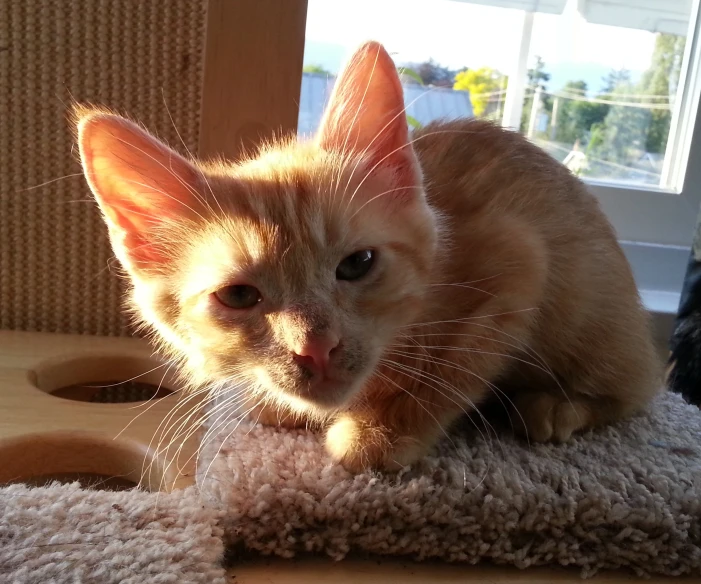 a cat looks up while sitting on a rug