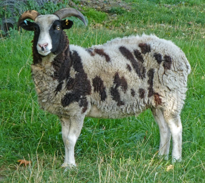 sheep with black, brown and white spots standing on grass