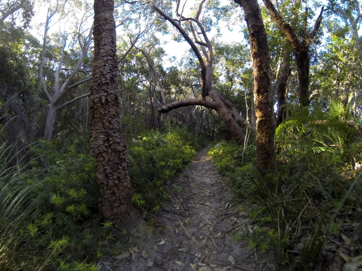 a trail is in the woods, with several trees on either side