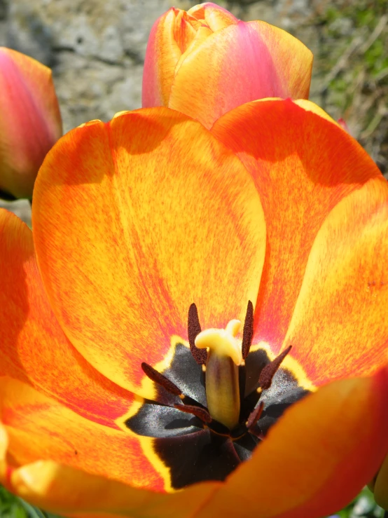 a flower is shown in the foreground, close up