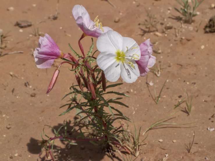 two purple and white flowers blooming on top of a sandy surface