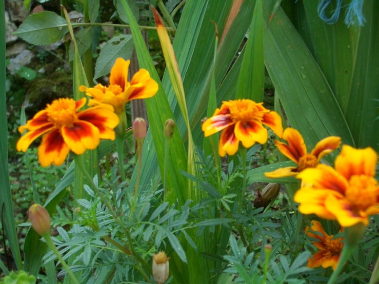 orange flowers growing in the middle of the wild