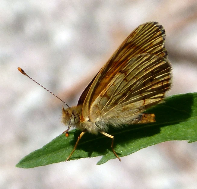 the moth is perched on the leaf