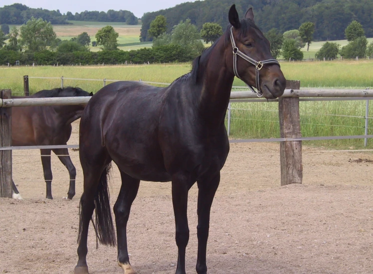 two horses are standing near a fence and grassy area