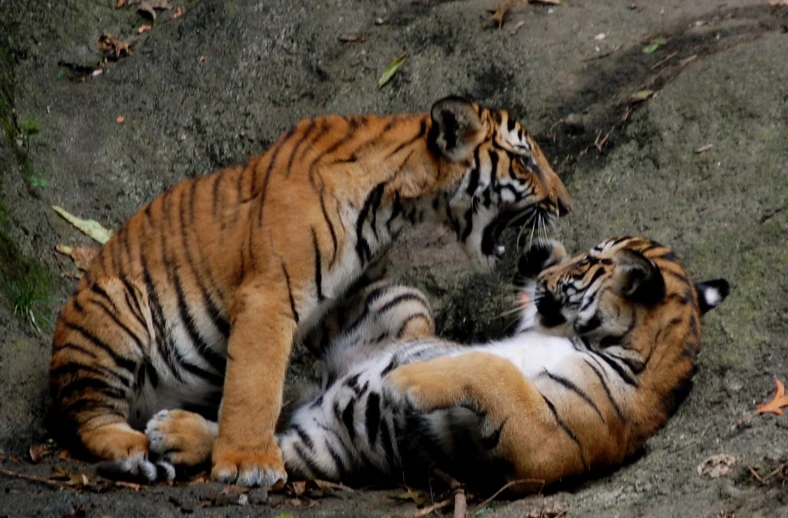 two tigers playing in the middle of a field