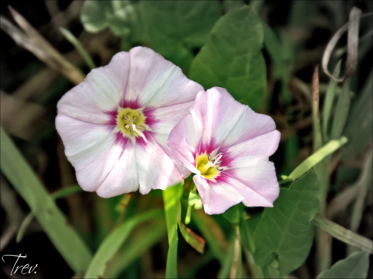 pink flowers with purple petals next to green foliage