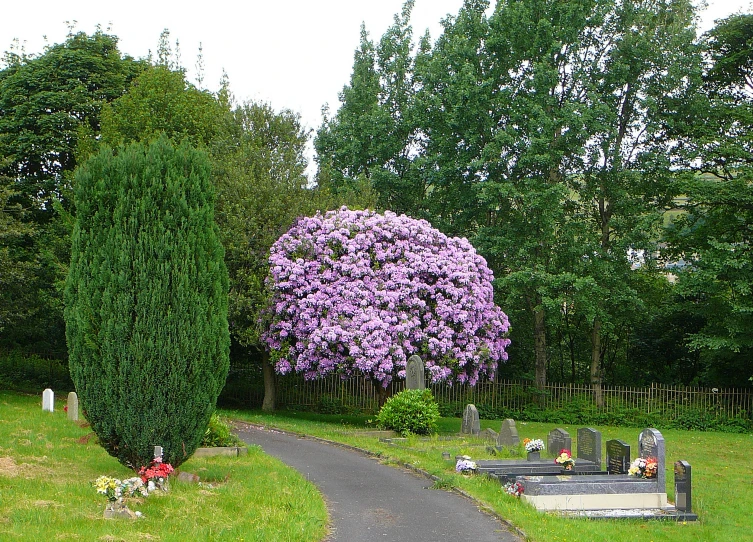 purple tree blooming in a small garden