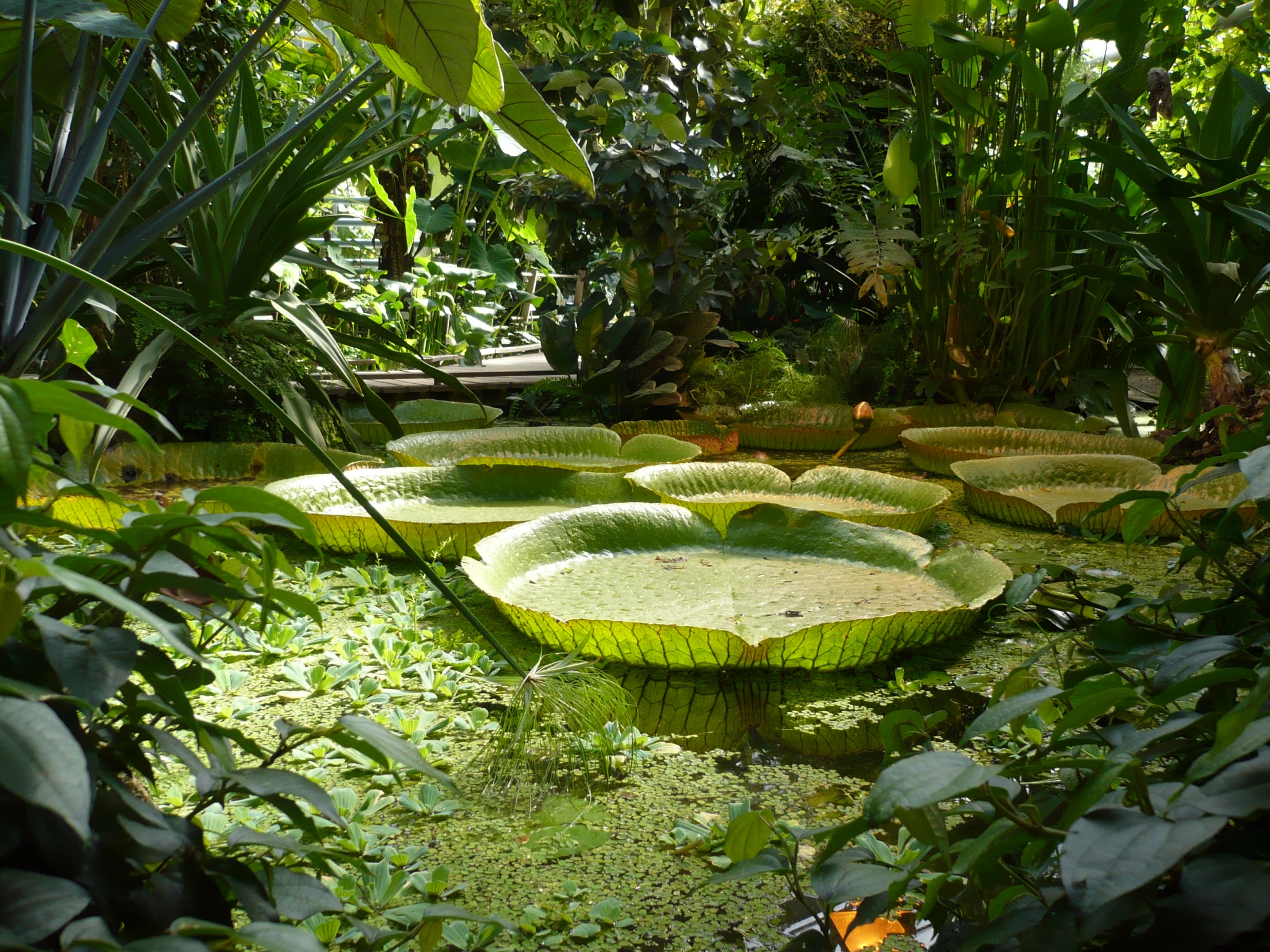 a lush green field with lily pads surrounded by plants