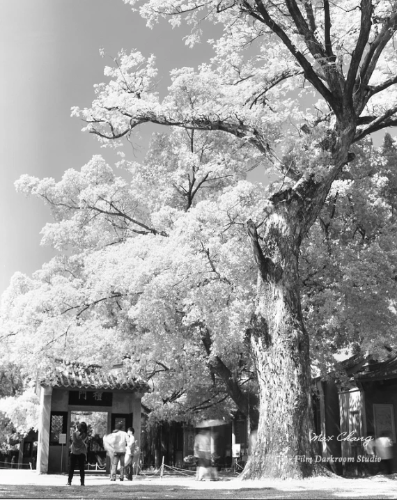 black and white po of trees with people walking around