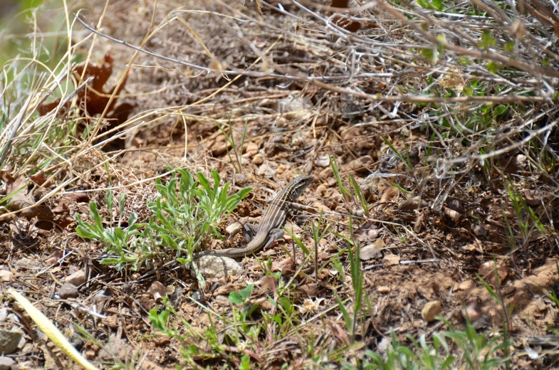 small lizard crawling in the ground under some vegetation