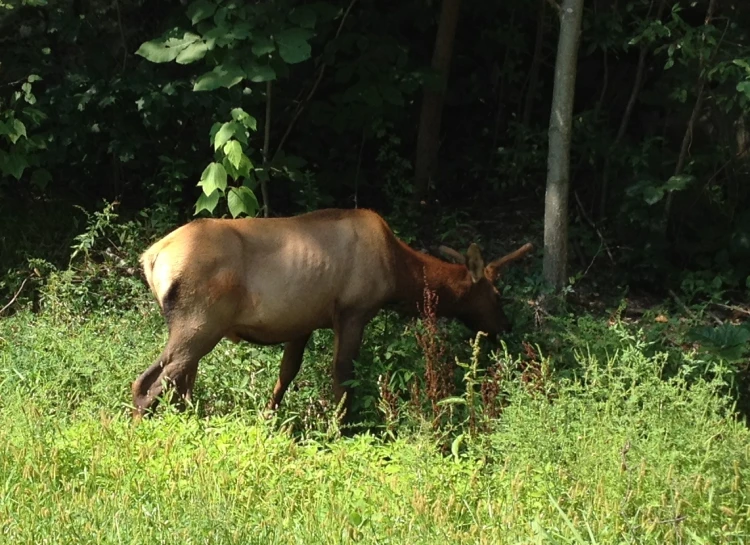 a brown cow standing on a lush green field