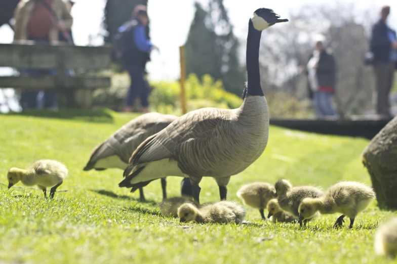 several ducks stand around with their babies on the lawn