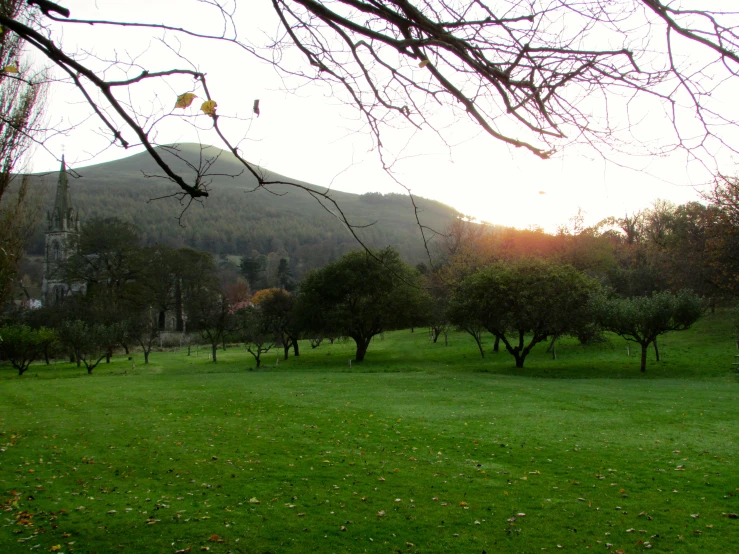 a hill and trees at sunset in the woods