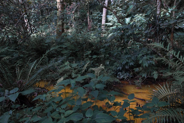 plants growing in the forest on a rock