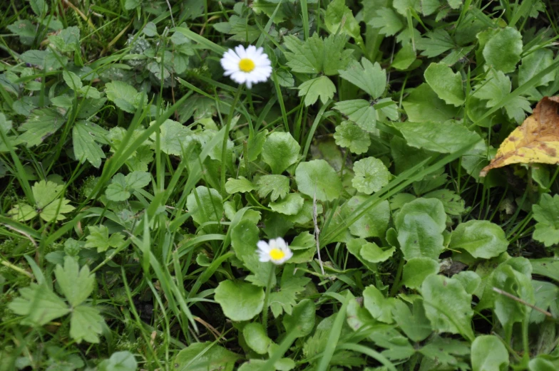 several flowers that are standing in the grass