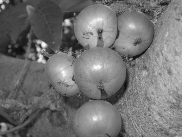 this is a black and white pograph of apple tree fruit