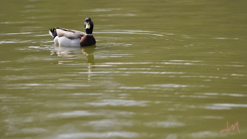 the duck is in the water on its stomach