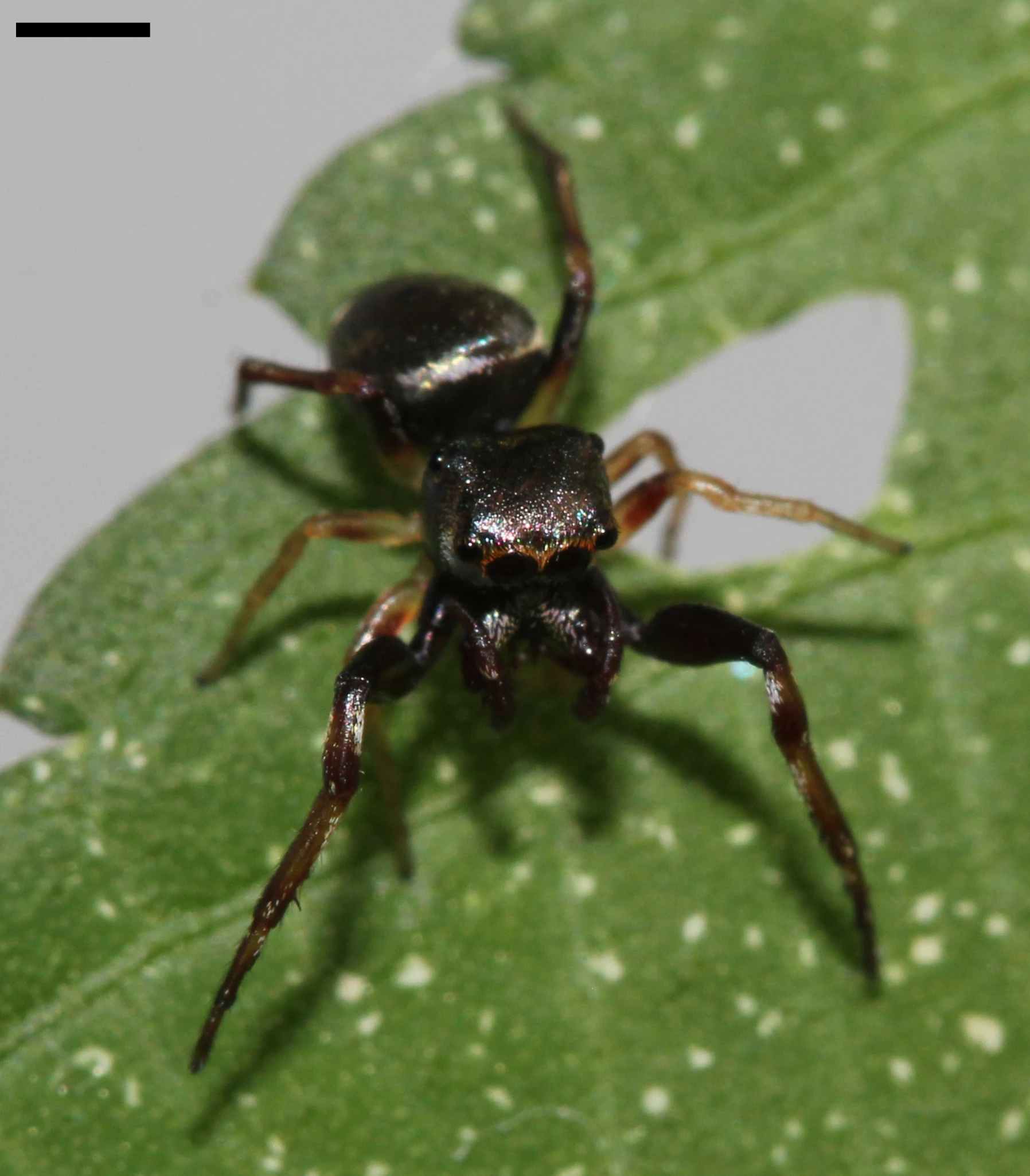 a black insect sits on a leaf