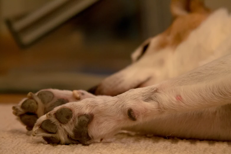 an image of a white dog laying on it's back