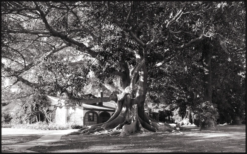 a tree with thick nches in black and white