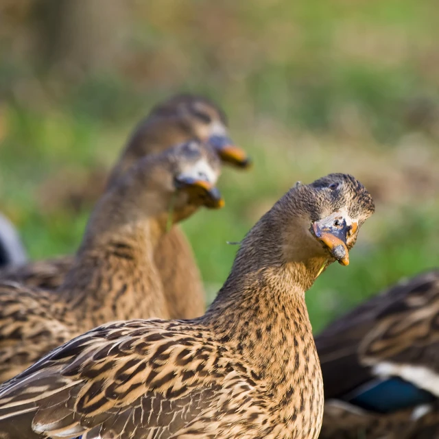 two birds with long beaks stand near each other