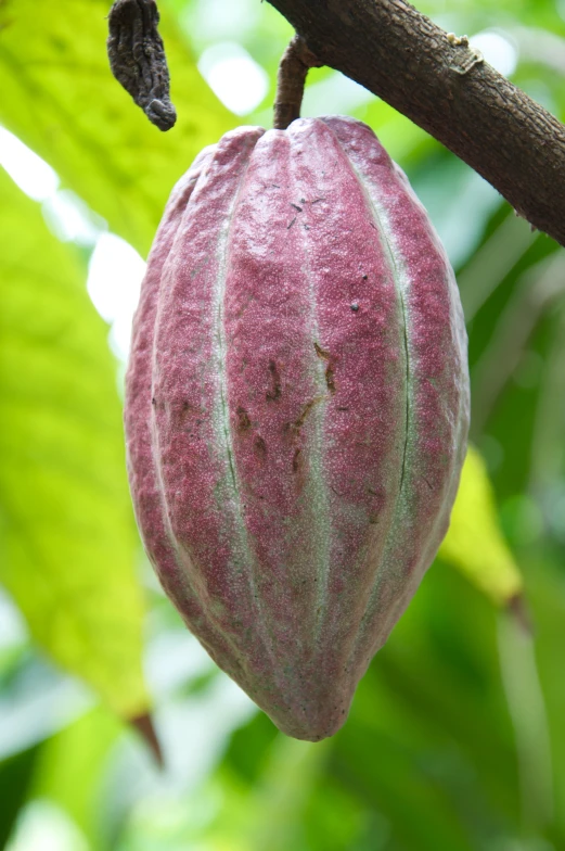 a seed that is growing on the side of a tree