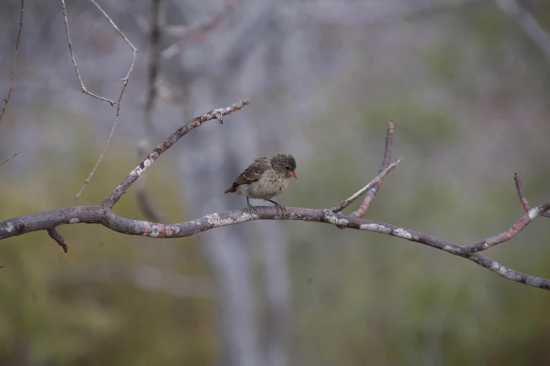 a small bird is sitting on a nch in the woods