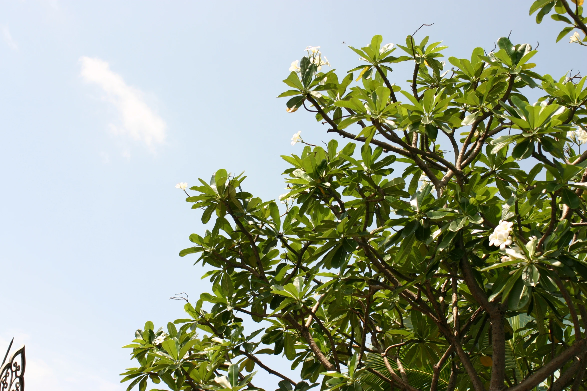 a tree has leaves and flowers with some birds in the background