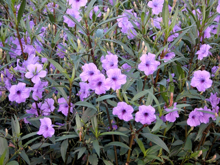 purple flowers are growing in tall green leaves