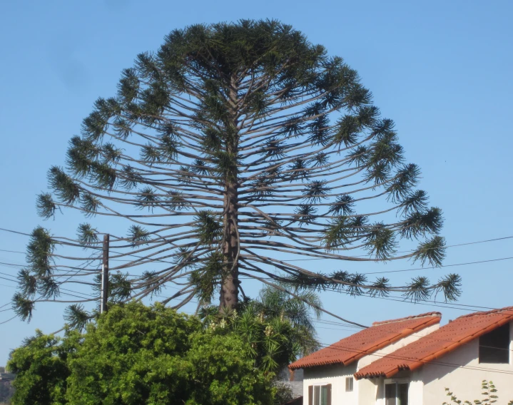 tall tree on the edge of a house