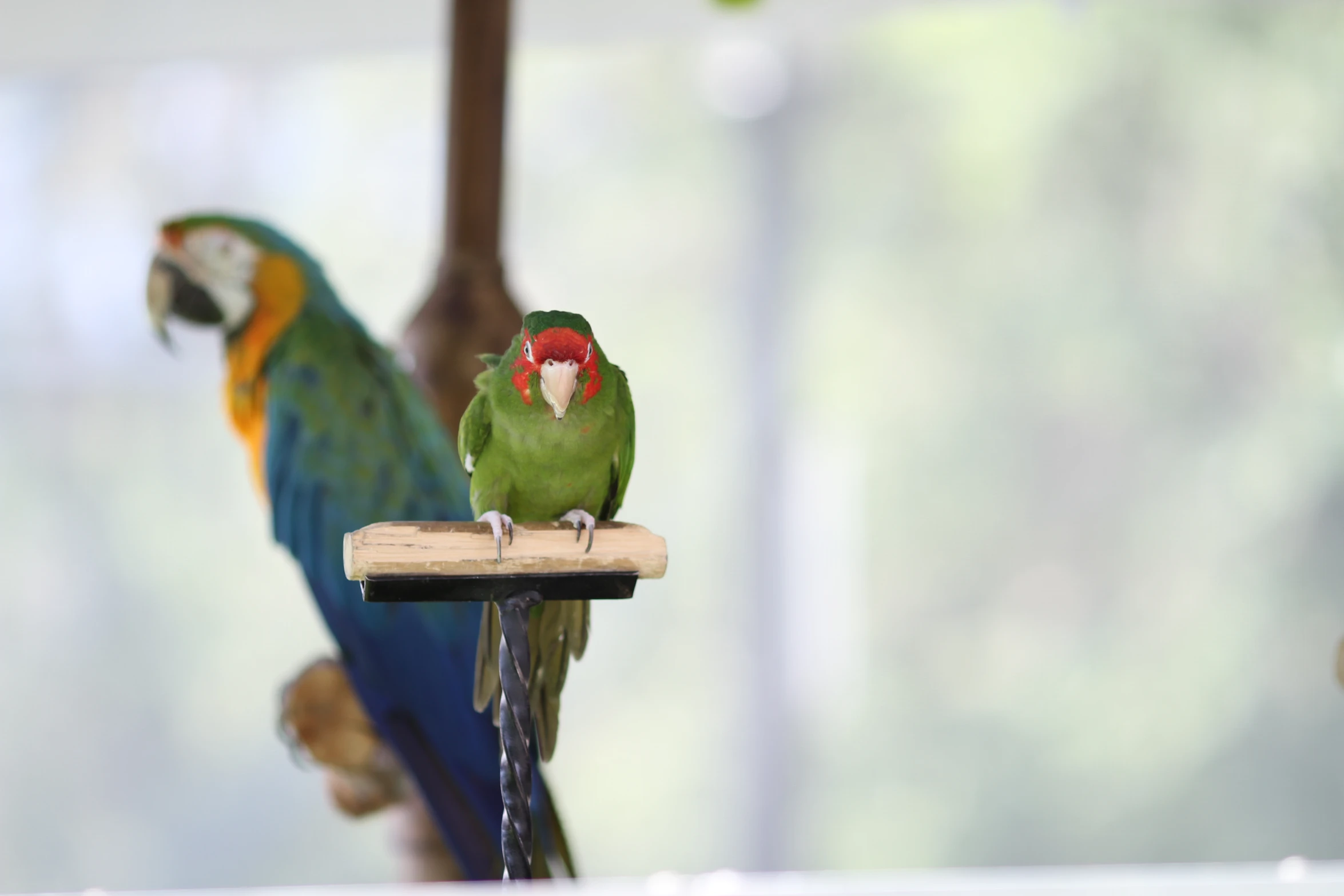 two large parrots sitting on a perch near each other