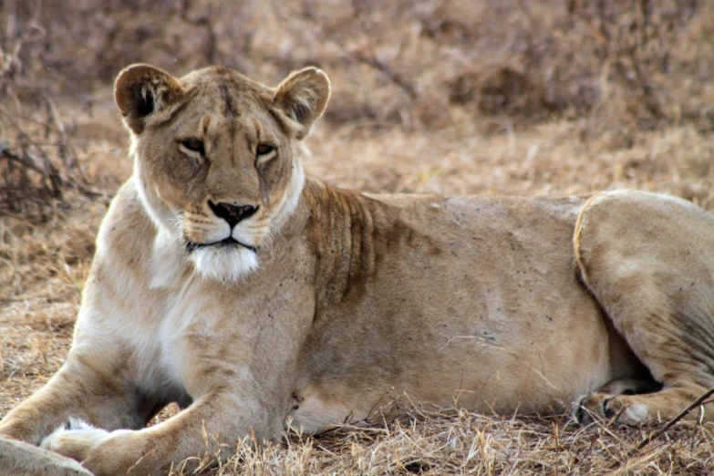 a lion is resting on the ground outside