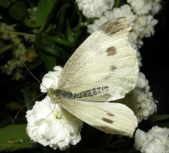 small yellow erfly sitting on a white flower