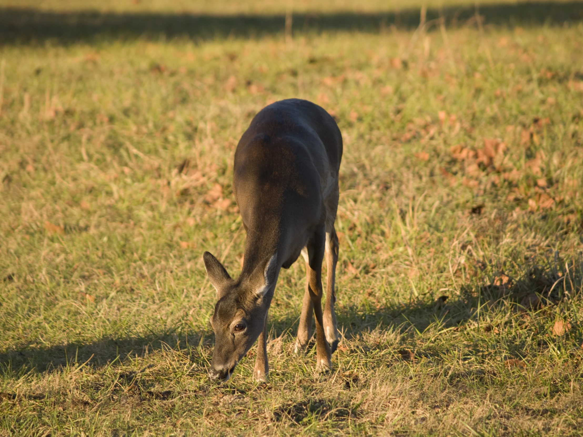 a small brown animal grazing on grass