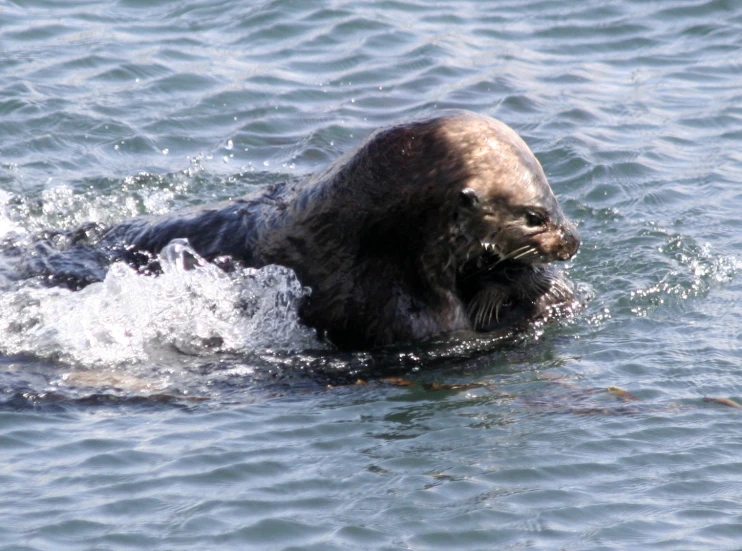 an seal is swimming in the ocean with waves