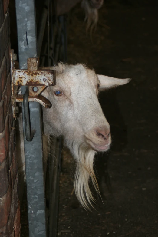 a small white goat sticking its head through a gate