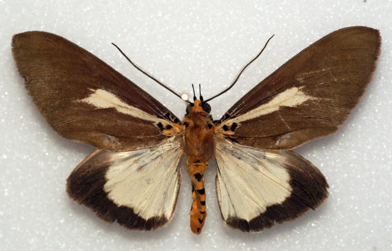 a brown and white moth is on the snow