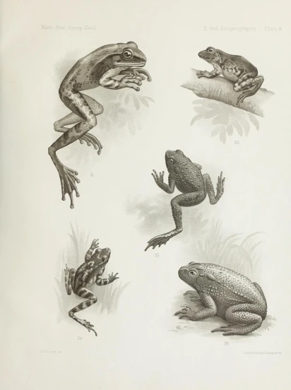 a couple of frogs are on a page