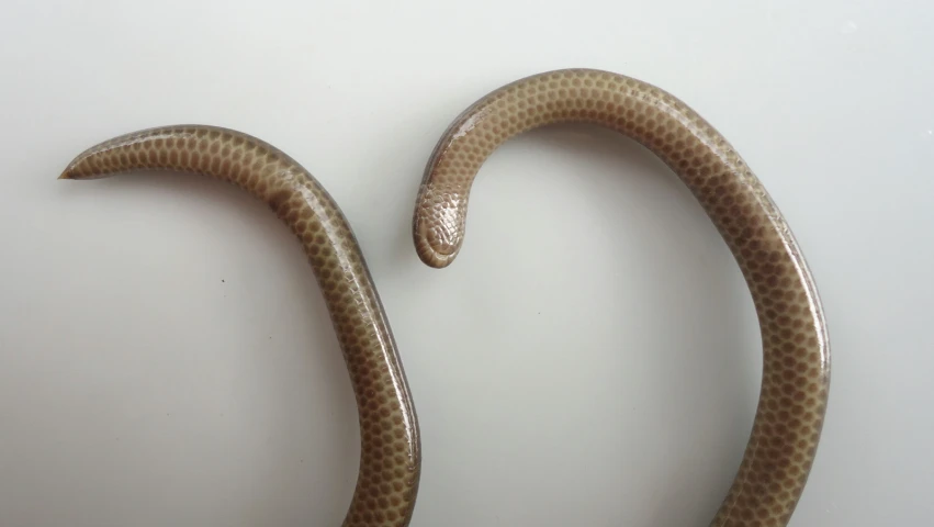 a big brown snake with its long tail stretched out