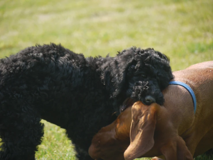 a black dog and a brown dog fighting in the park