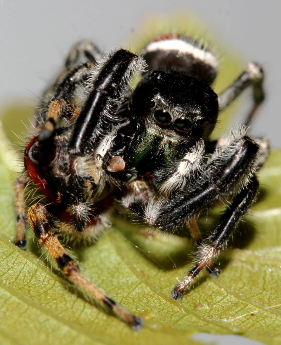 a close up of a spider on a leaf