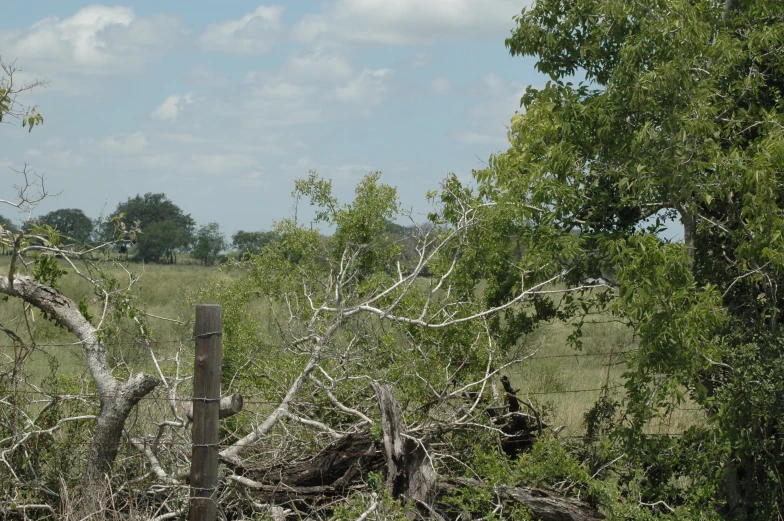 there is a very tall tree that has fallen down