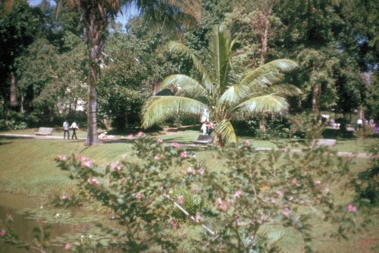 people walk around in the park as well as palm trees