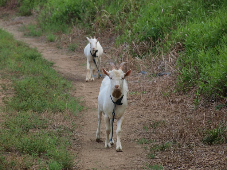 two small animals walking on a dirt path near bushes