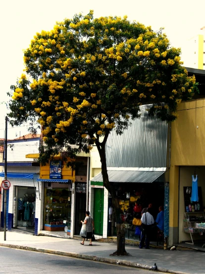 people stand in line under yellow flowering tree