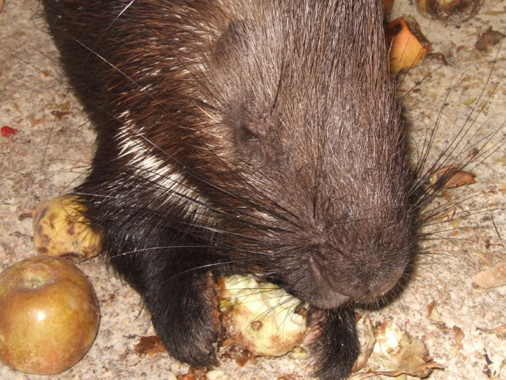 an animal walking along on the ground next to a rotten fruit