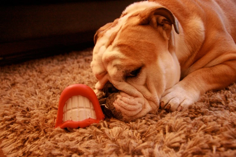 a small dog chewing on the carpet with his toys