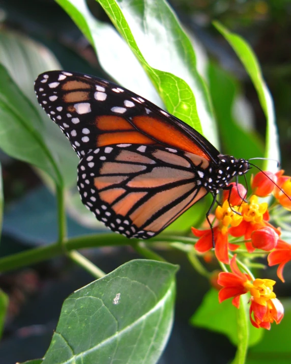 the underside of a erfly on a flower